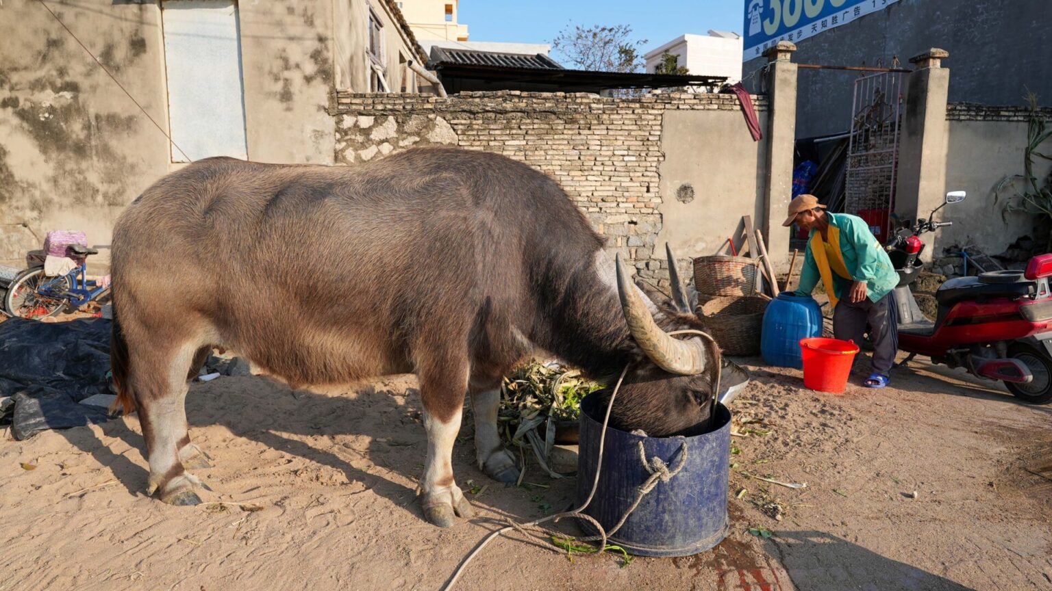 Hainanese Farm