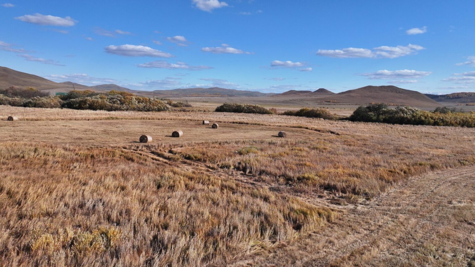 Vast Grasslands