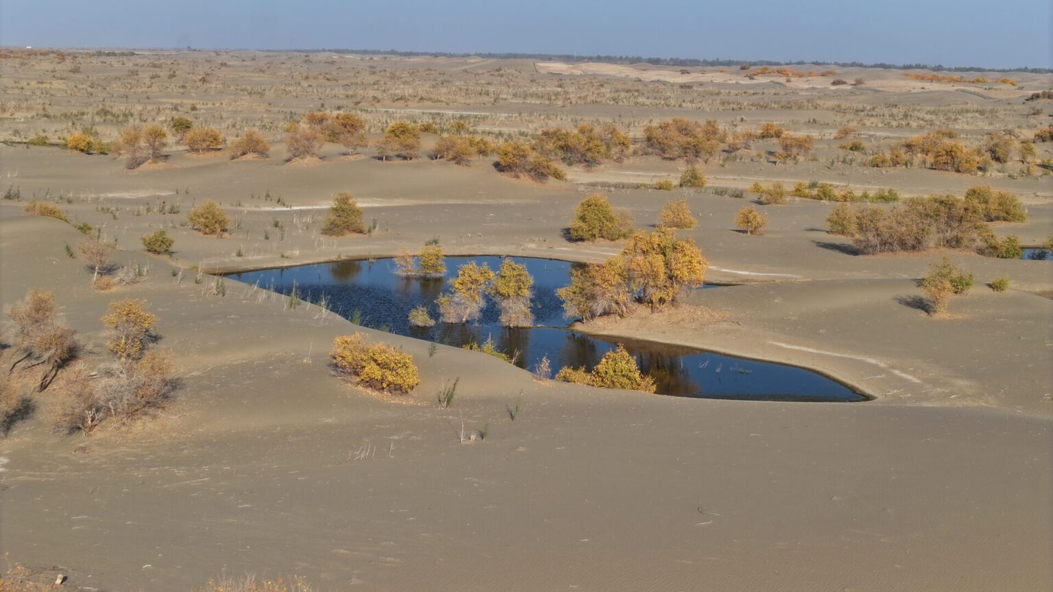 Small Desert Oasis