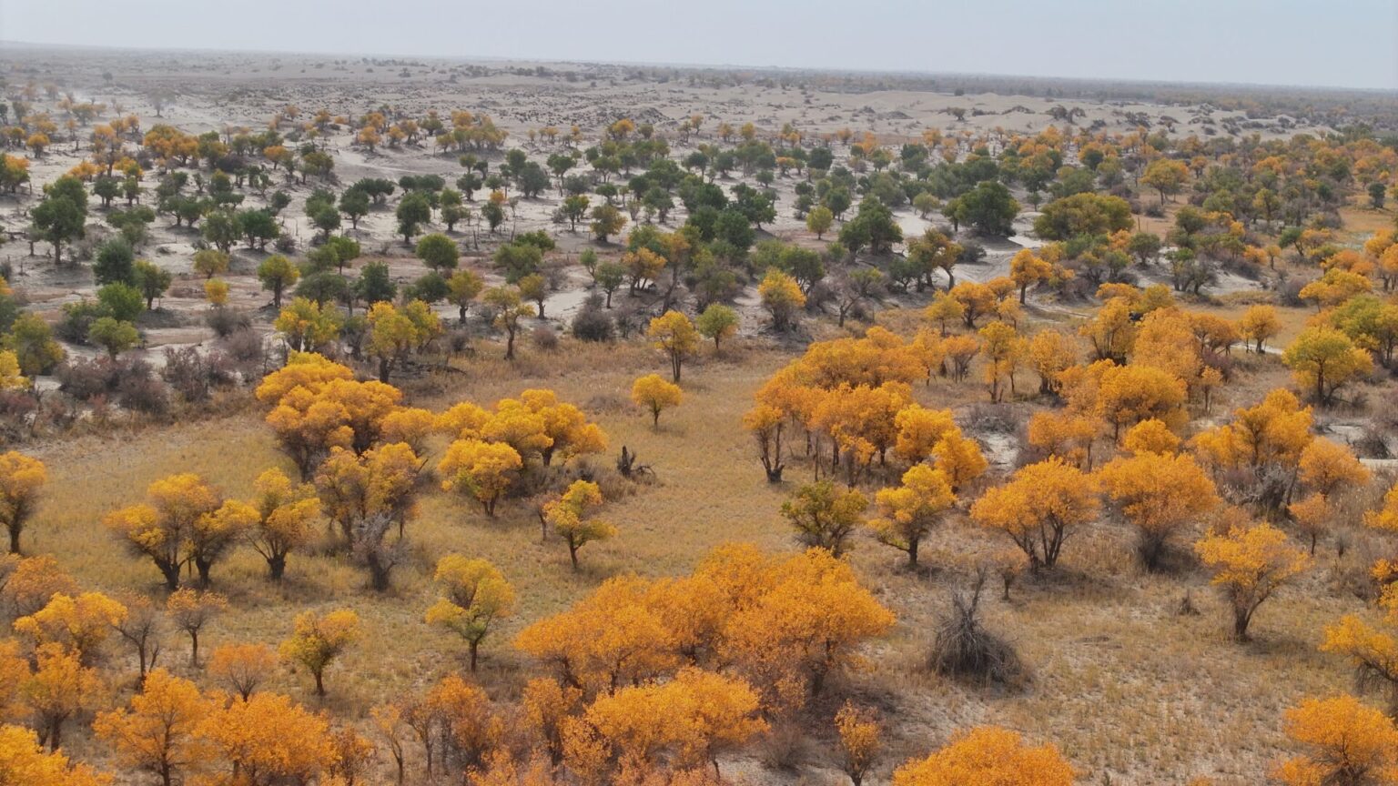 Results of Counter Desertification