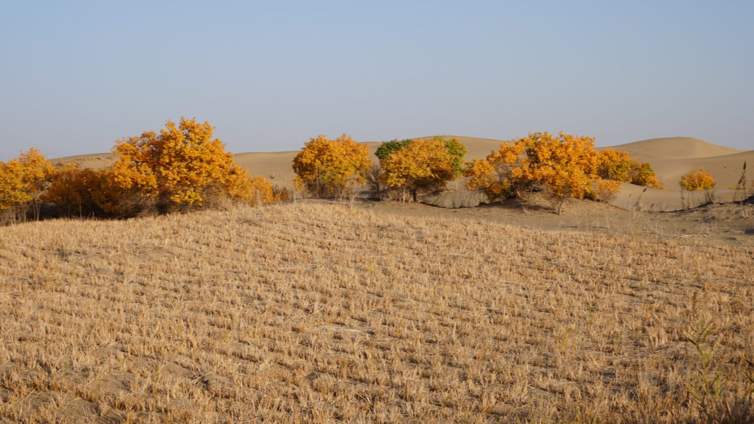 Counter Desertification Measures
