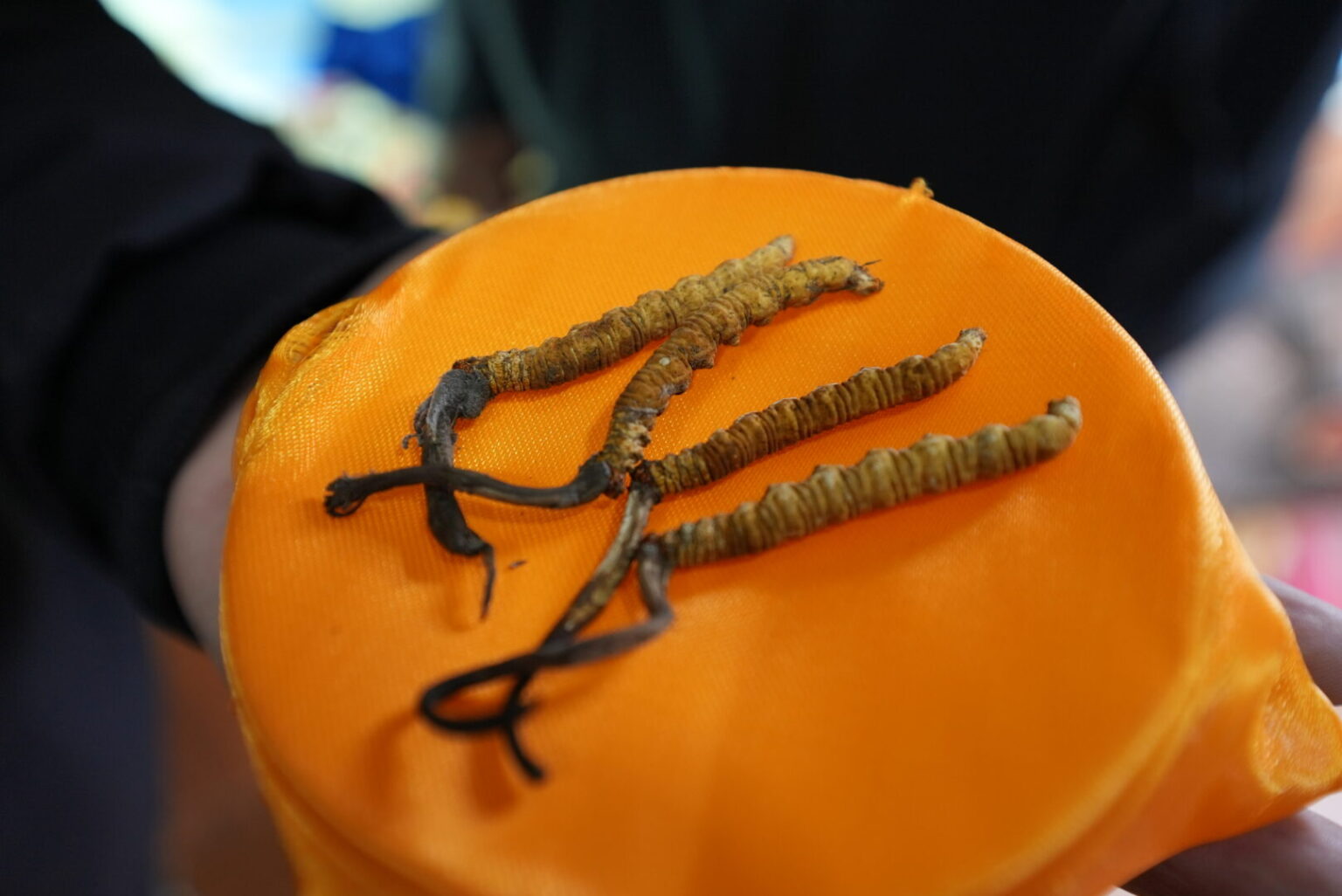 Edible Caterpillar