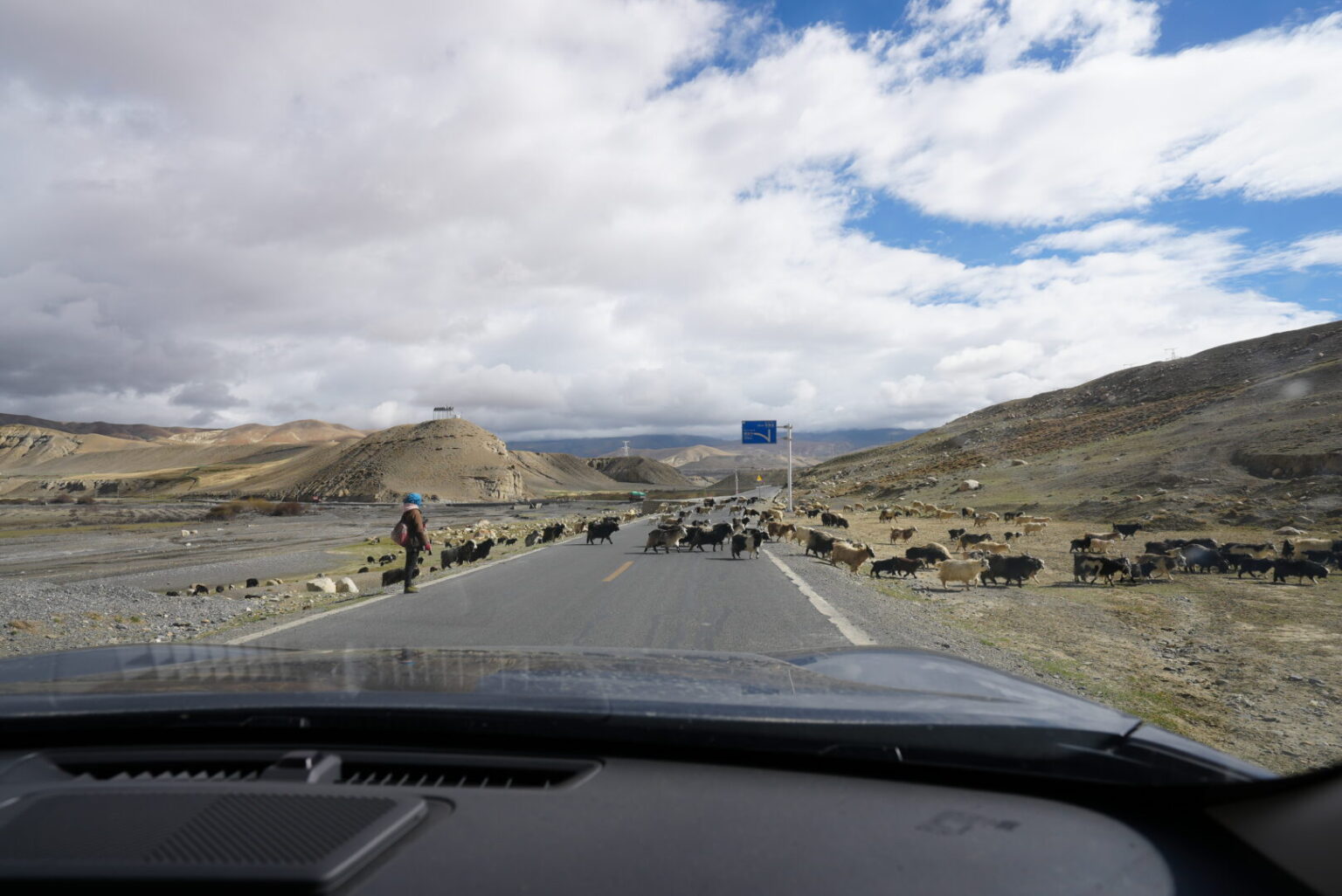 Sheep Crossing
