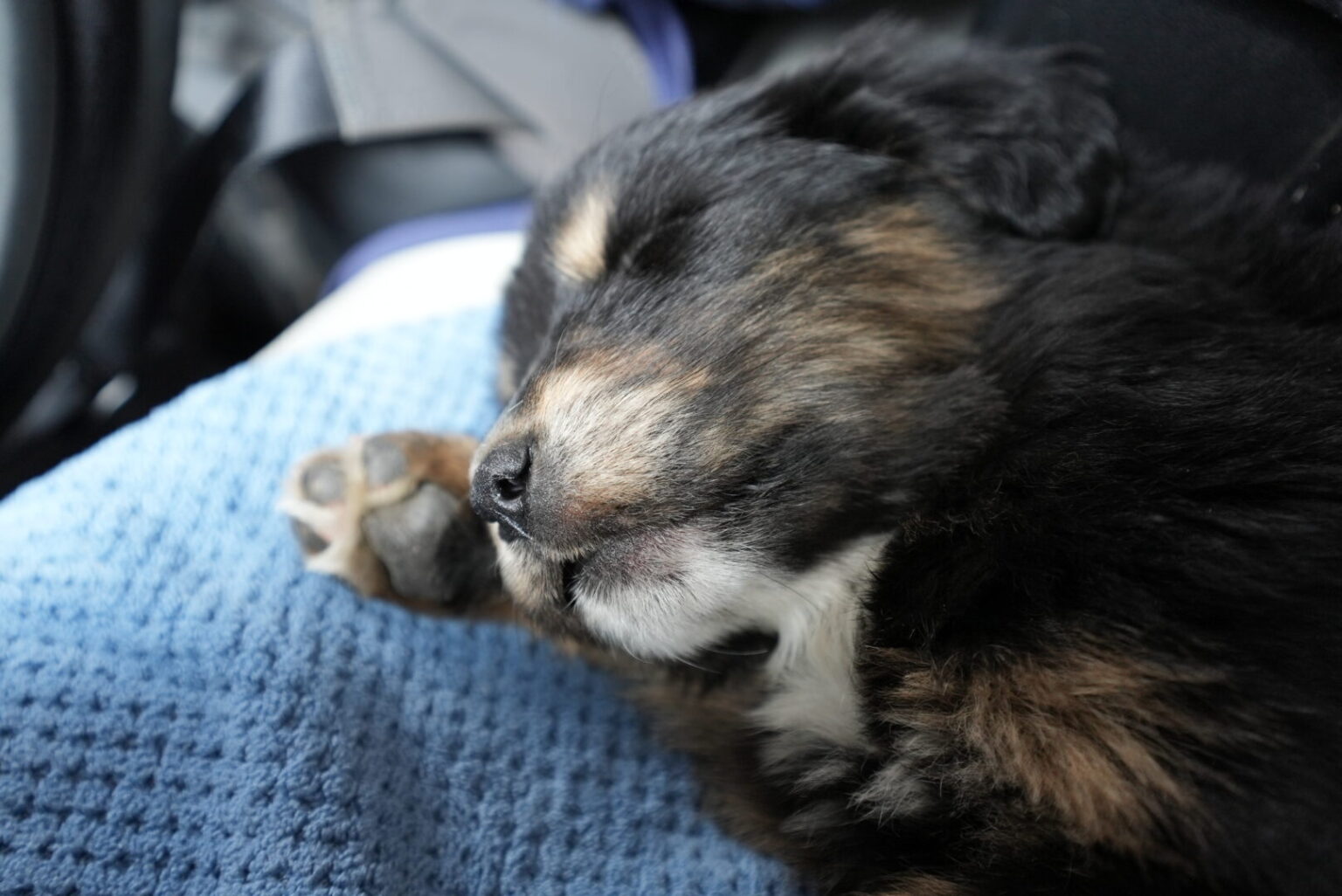 Cutie Dog