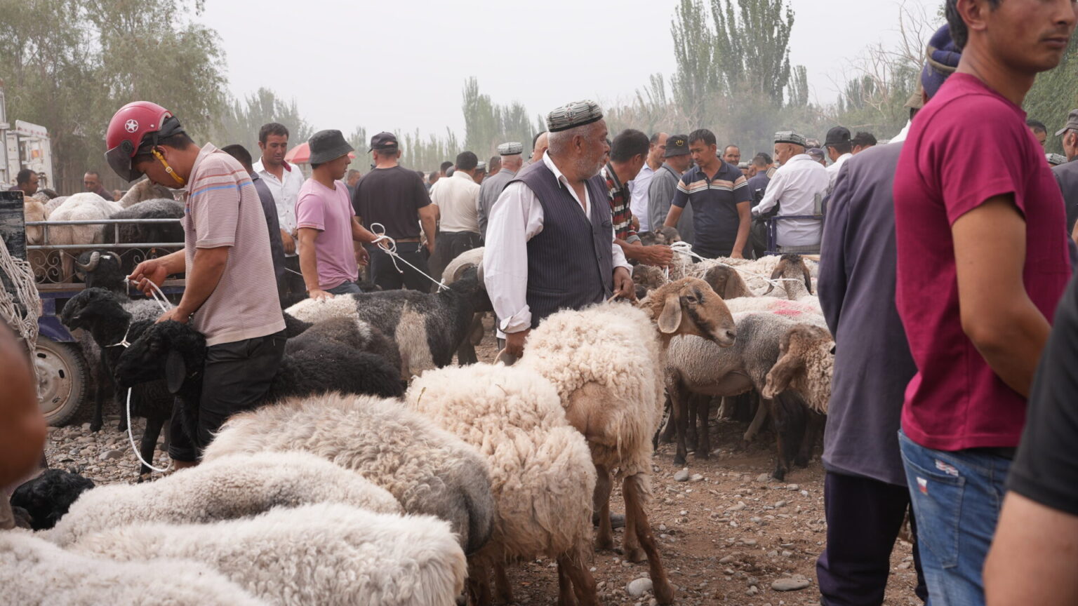 Goat Market