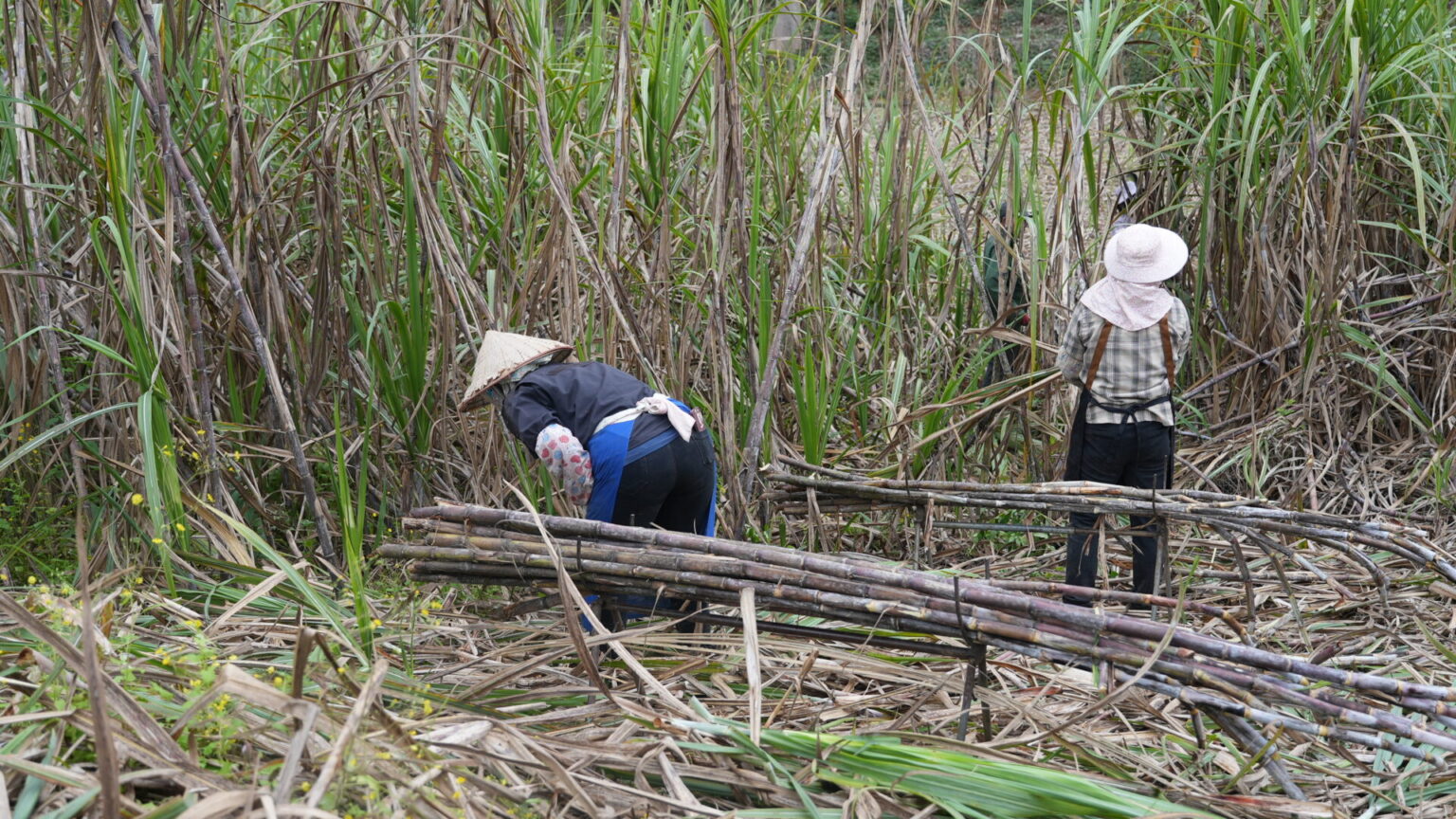 Vietnamese field worker