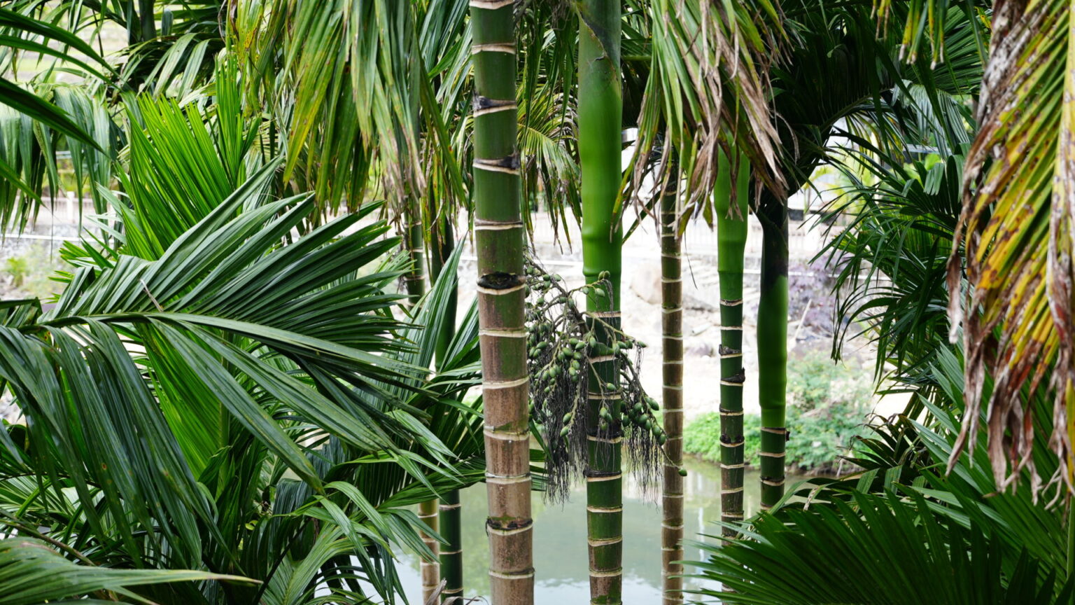 Sheer amount of palm trees