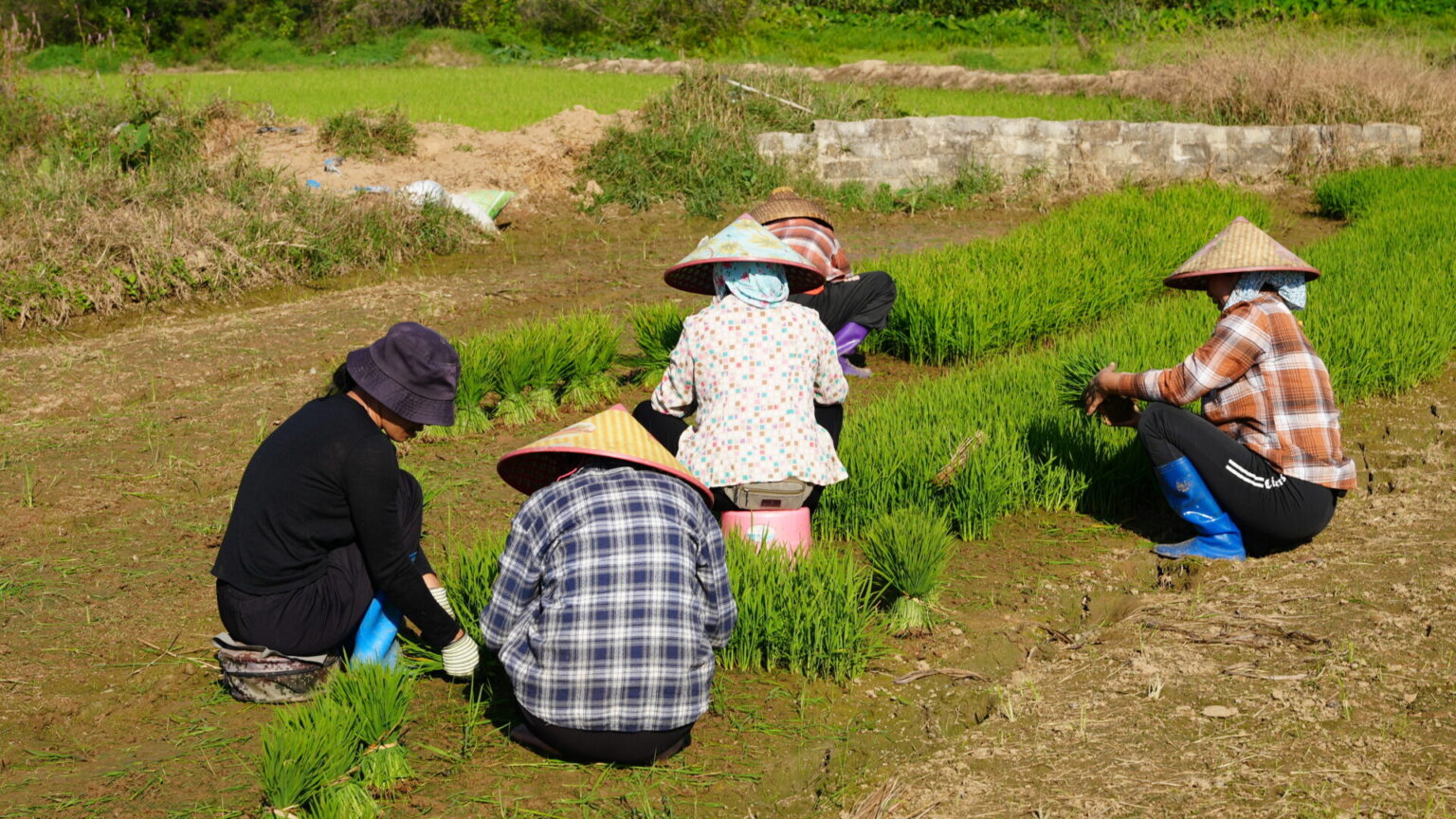 Local farmers