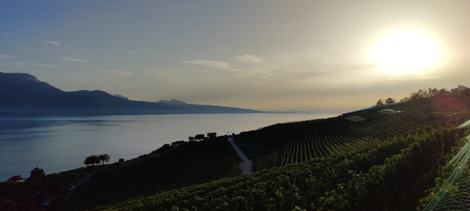 Pristine Wine Terraces