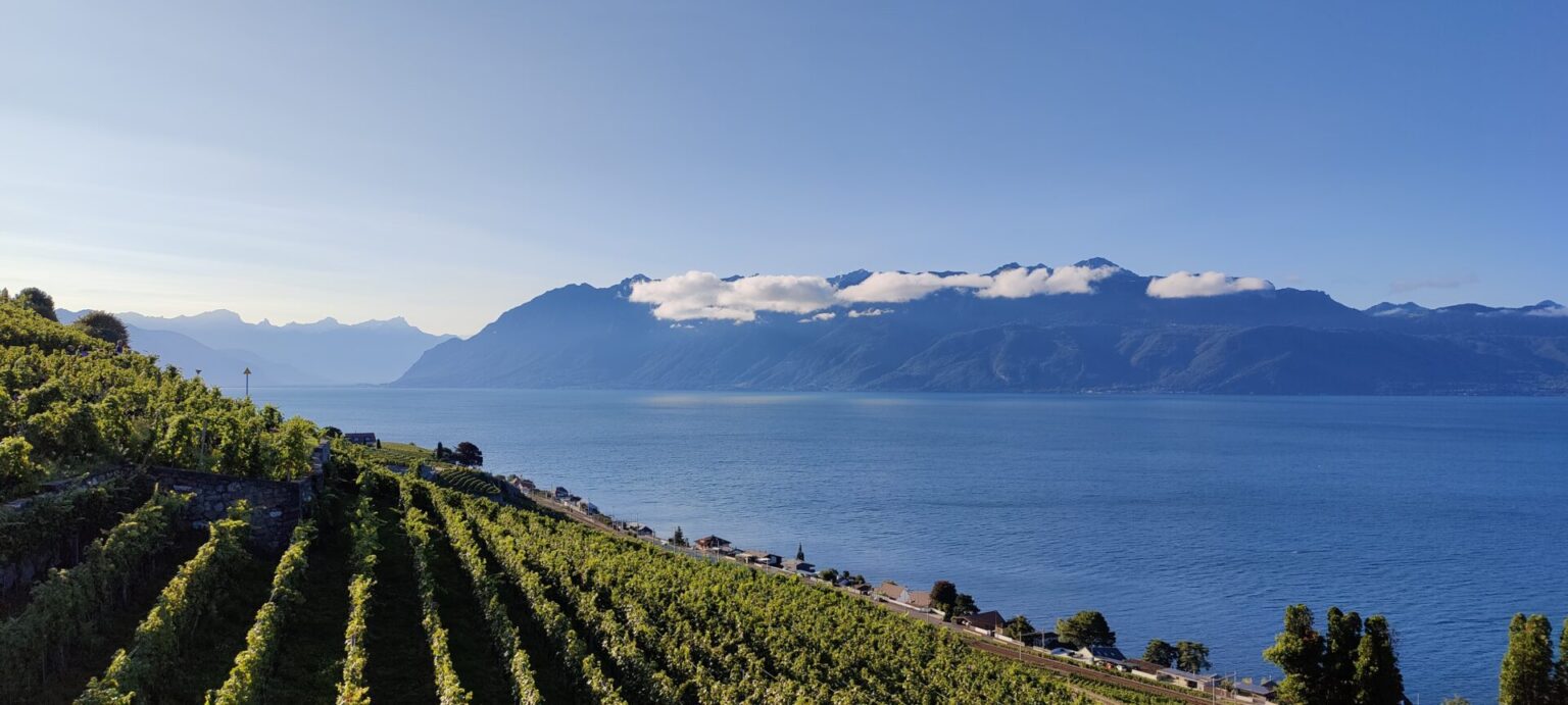 Pristine Wine Terraces