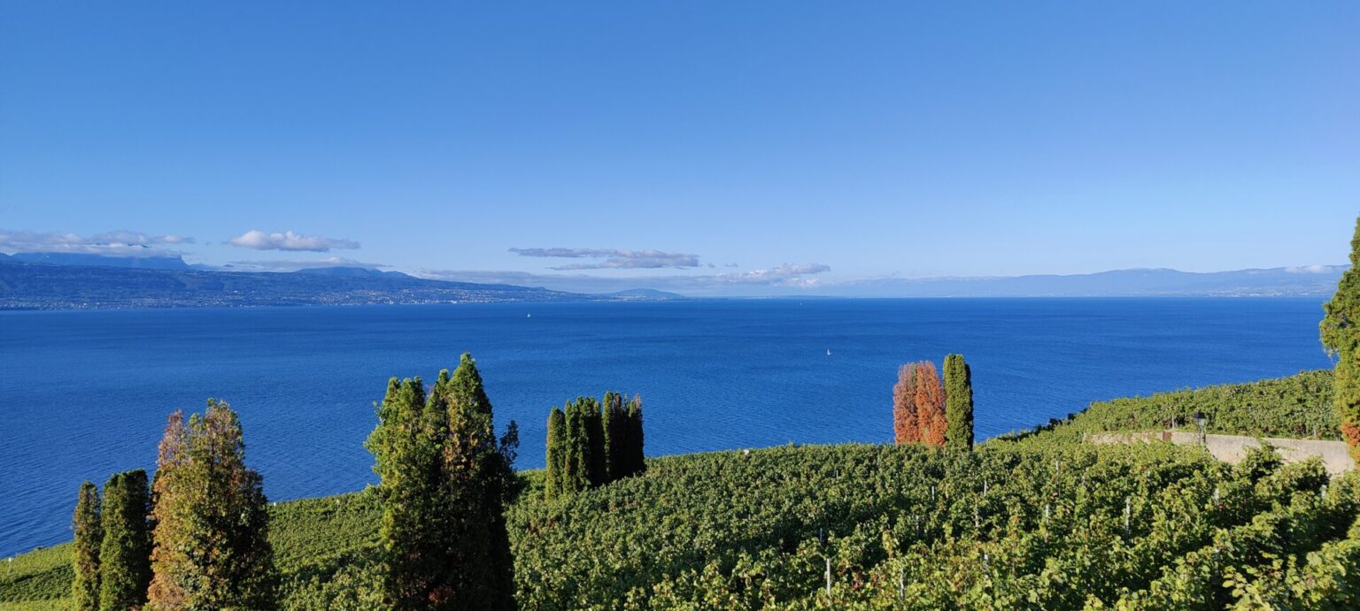 Pristine Wine Terraces